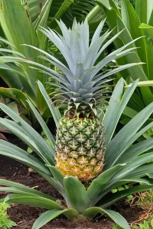Hybrid Pineapple Suckers