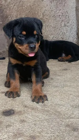 1-3 months Male Purebred Rottweiler