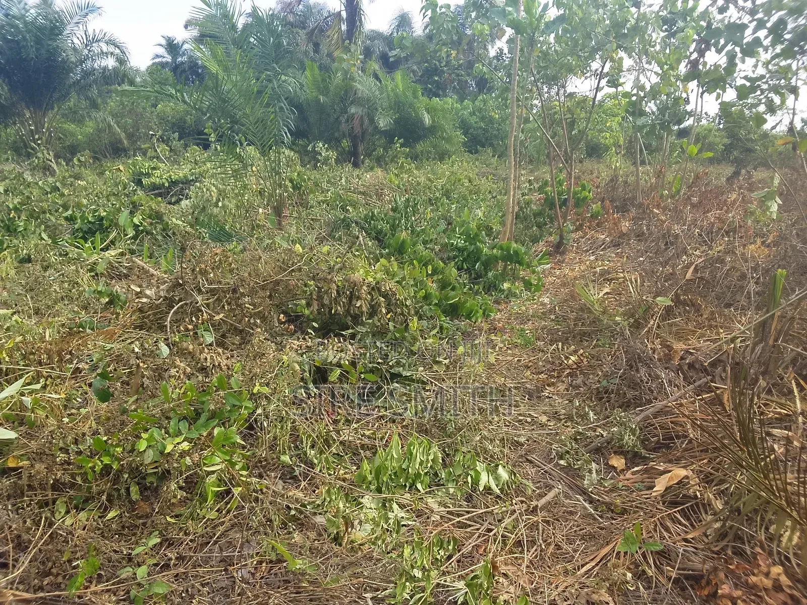 Dry Land in Epe Lagos