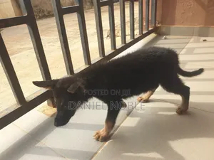 1-3 months Female Purebred German Shepherd