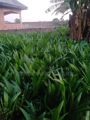 Pure Tenera Oil Palm  Seedlings