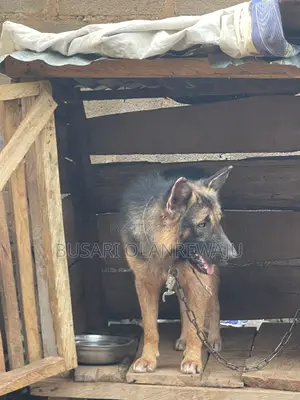 1+ year Male Purebred German Shepherd