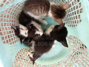 0-1 month Female Purebred Cat