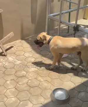 6-12 months Male Purebred Boerboel