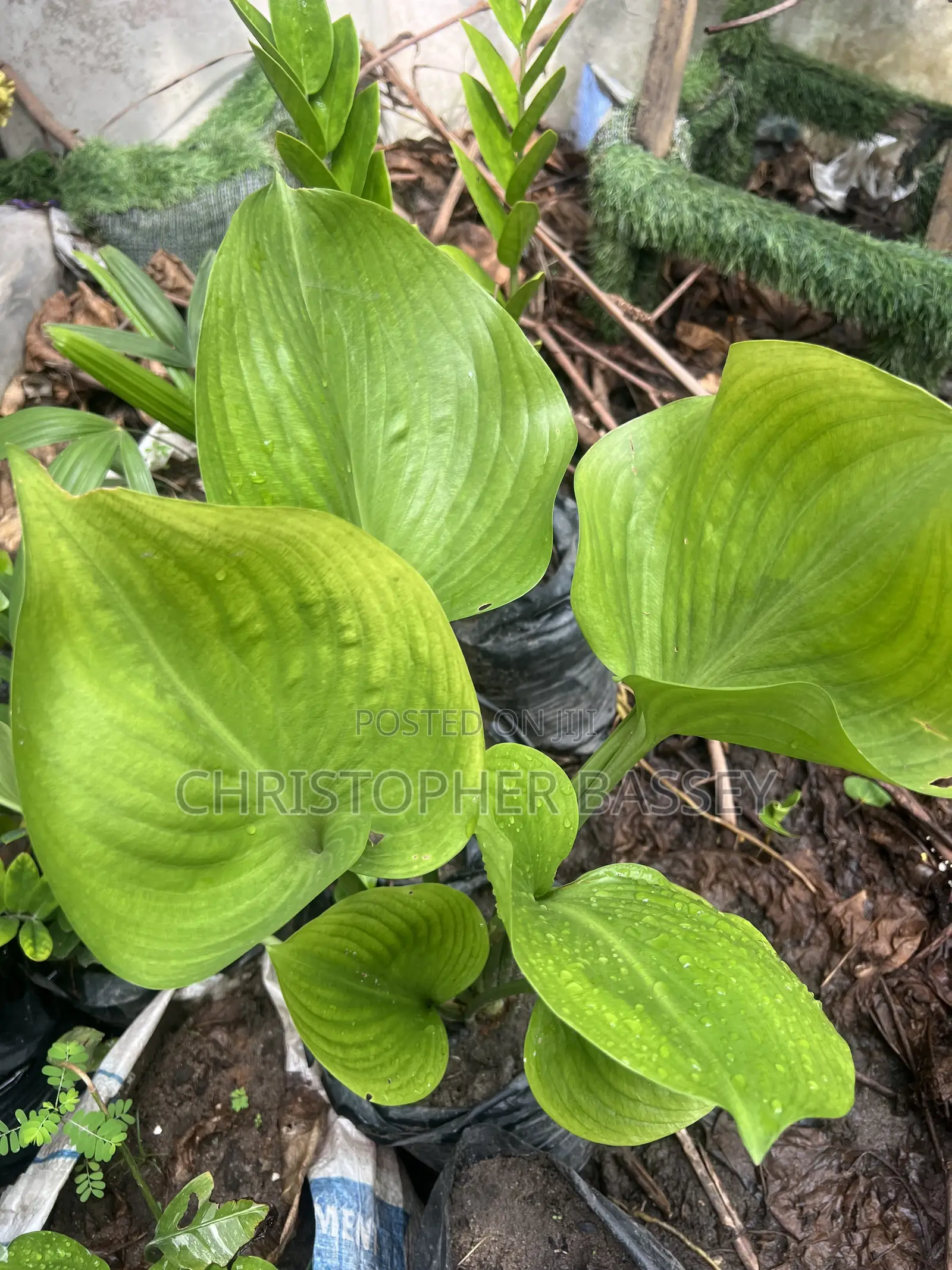 Fragrance Plantain Lily