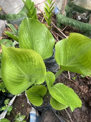 Fragrance Plantain Lily