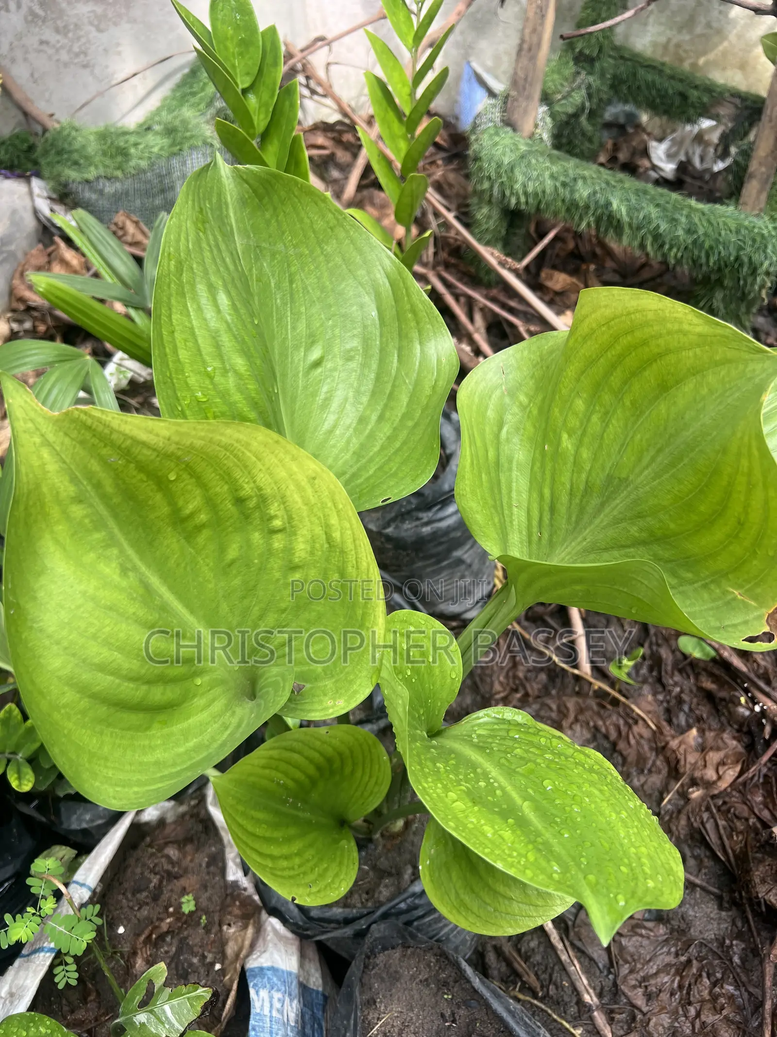 Fragrance Plantain Lily