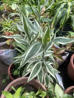 Variegated Lucky Bamboo (Dracaena Sanderiana),