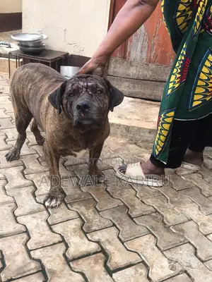 1+ year Male Purebred Boerboel