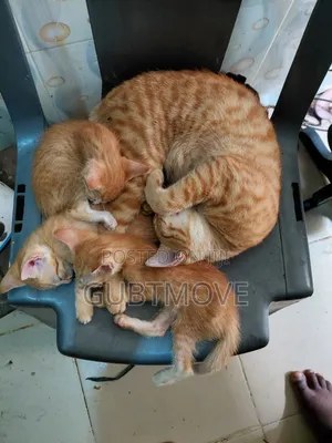 0-1 month Male Purebred American Shorthair