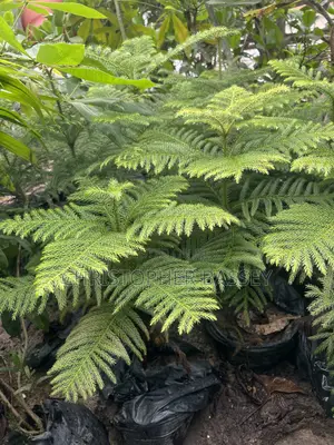 Norfolk Island Pine (Araucaria Heterophylla),