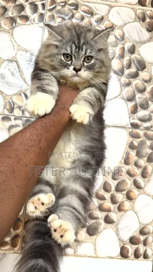 1-3 months Male Purebred Persian