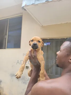 1-3 months Female Mixed Breed Rottweiler