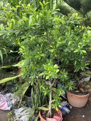 Ficus Microcarpa (Chinese Banyan)