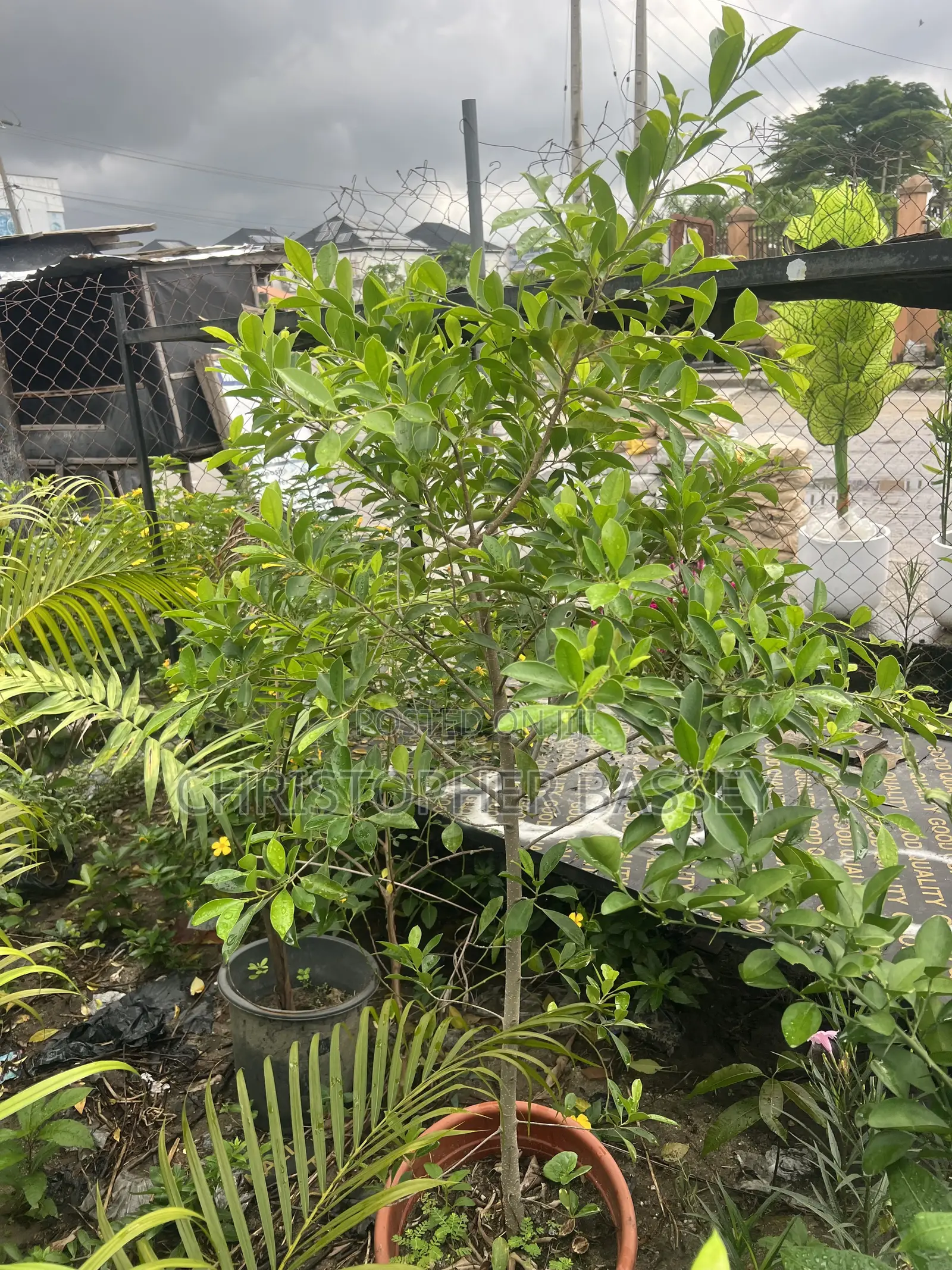Ficus Microcarpa (Chinese Banyan)