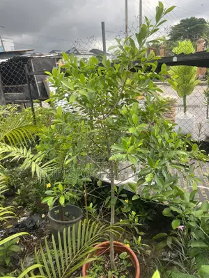 Ficus Microcarpa (Chinese Banyan)