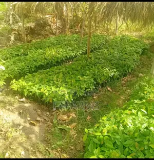 Hybrid Cocoa