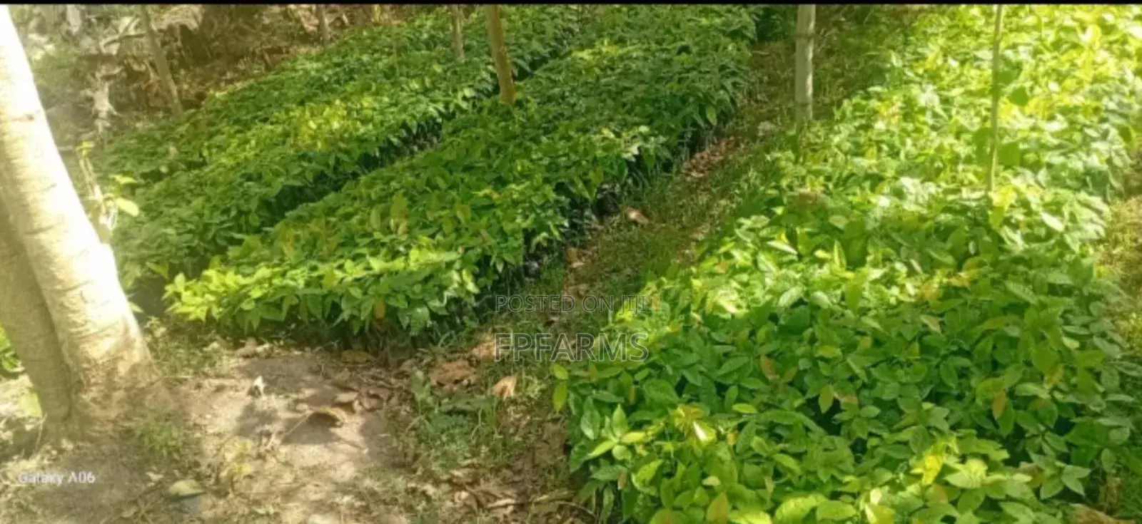 Hybrid Cocoa