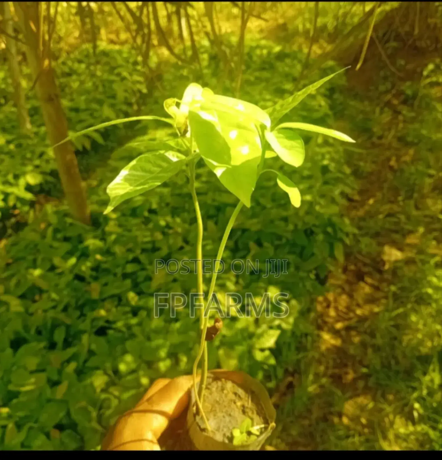 Hybrid Cocoa