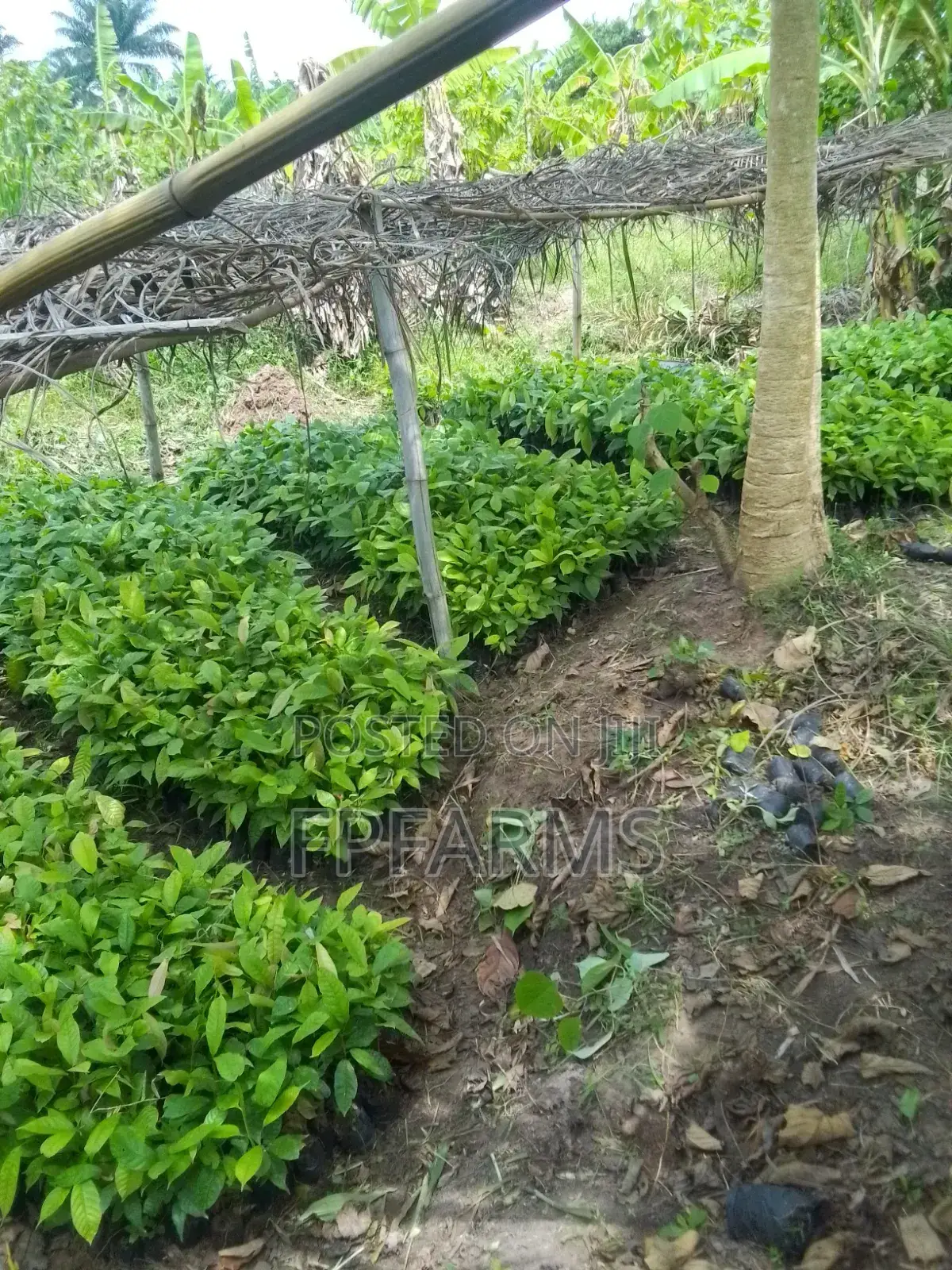 Hybrid Cocoa