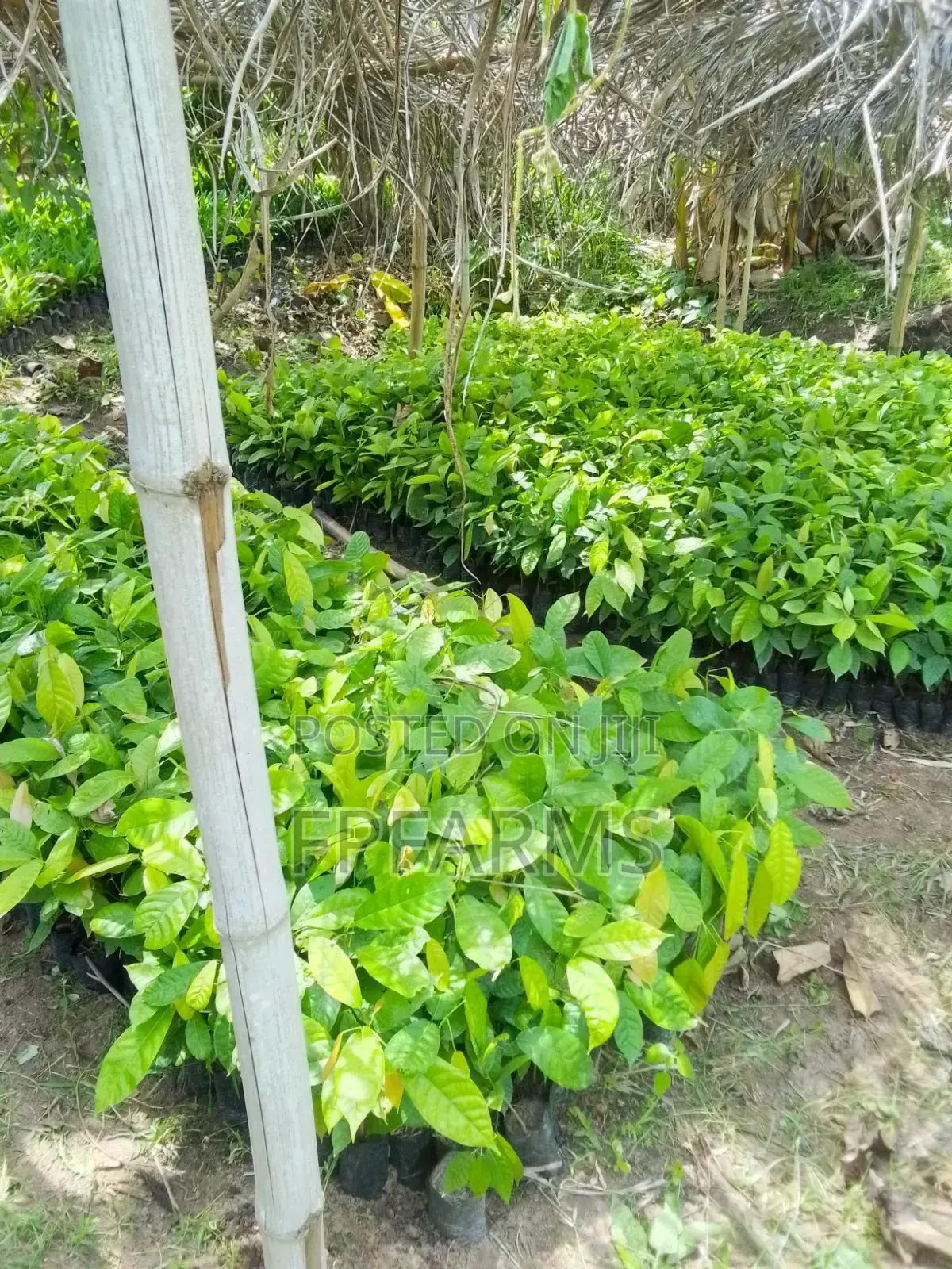 Hybrid Cocoa