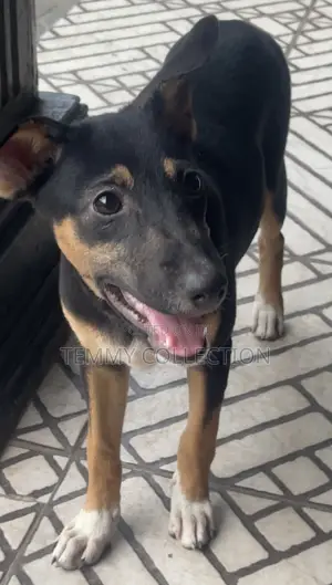 3-6 months Female Mixed Breed Rottweiler