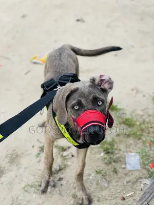 6-12 months Male Mixed Breed Boerboel