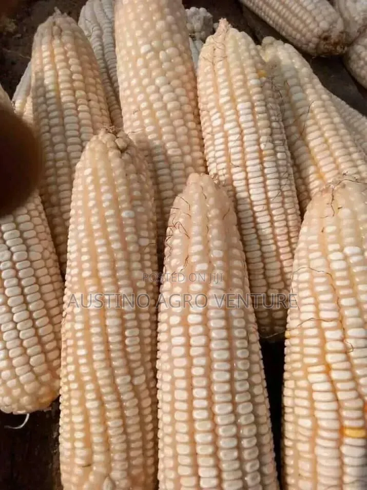 Hybrid Maize Premier and Seed.Co