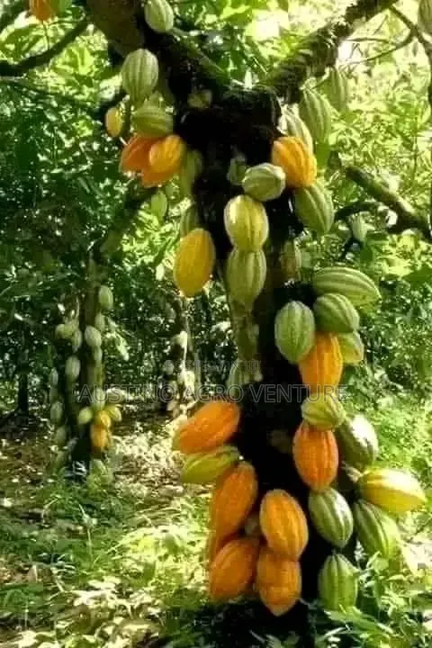 Hybrid Cocoa Pod