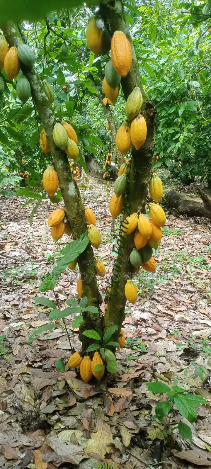 Hybrid Cocoa Pod