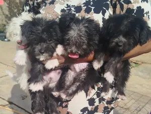 1-3 months Female Purebred Lhasa Apso