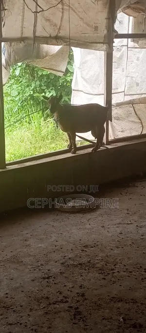 Giant Wad Female Goat Available for Sale in Ibadan