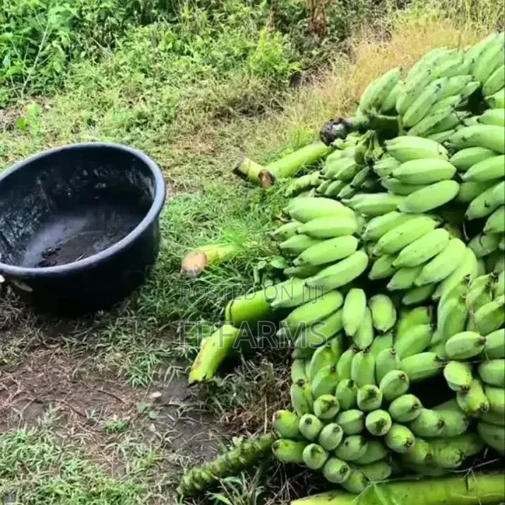 Banana Bunches