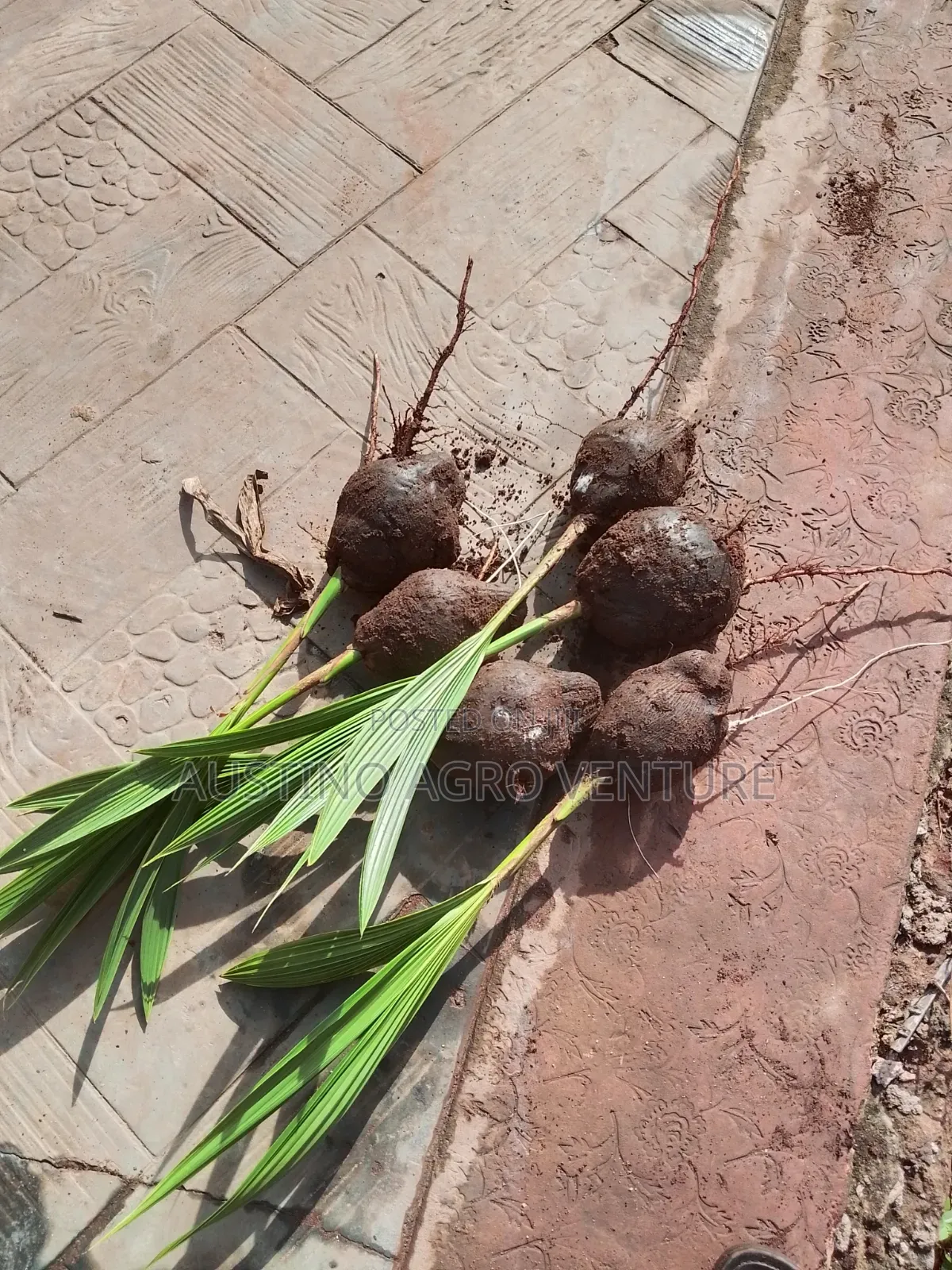 Hybrid Coconut Seedlings