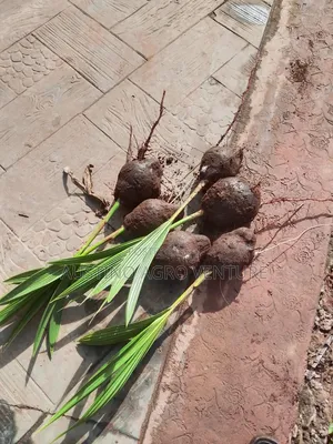 Hybrid Coconut Seedlings
