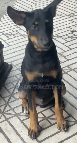 3-6 months Male Mixed Breed Rottweiler