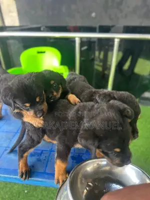 1-3 months Male Purebred Rottweiler