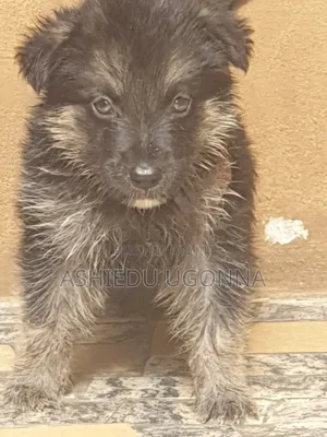1-3 months Female Purebred German Shepherd