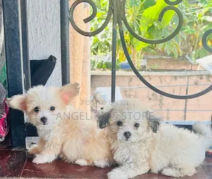 1-3 months Female Purebred Lhasa Apso