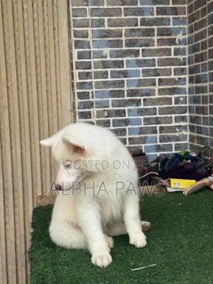 1-3 months Female Purebred American Eskimo