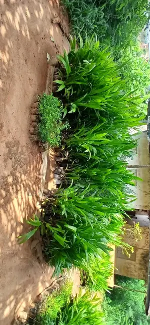 Plants and Seedlings; Your Cocoa Nut, Bread Fruit, Avocados, Etc.