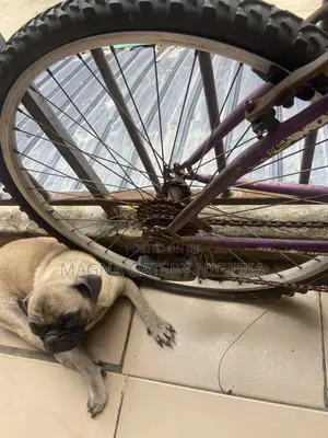 Bicycle / Bike