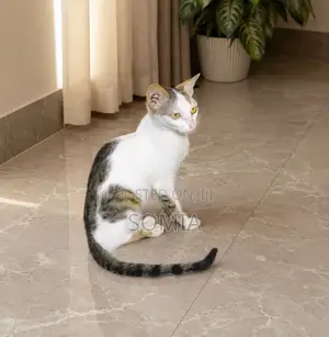 6-12 months Female Mixed Breed Tabby