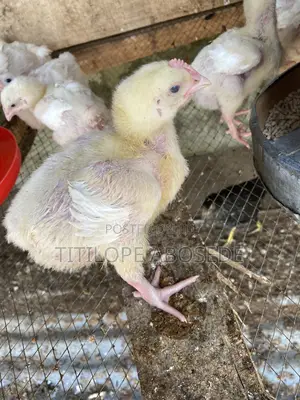 16days to 4weeks Broiler Chicks
