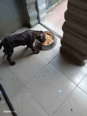 1-3 months Male Purebred Boerboel