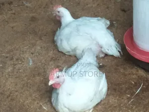 Matured Broiler Available