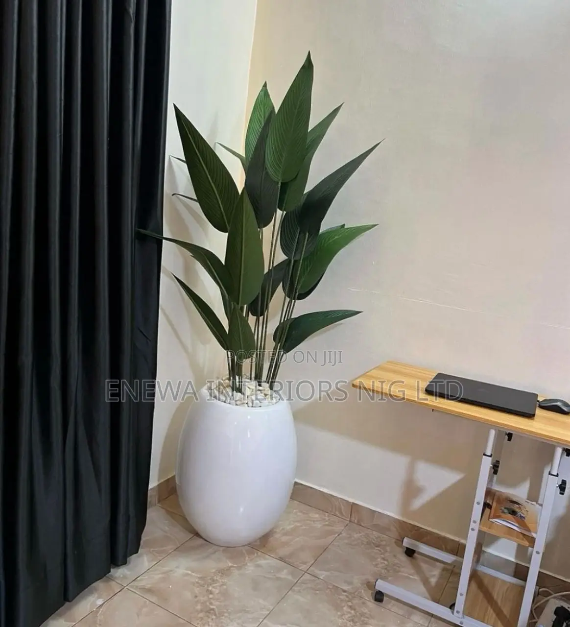 Banana Plant and 60cm Classic Vase
