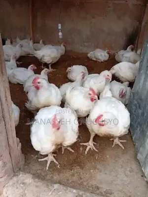 Live Chicken Dress or Unddress