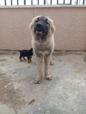6-12 months Female Purebred Caucasian Shepherd