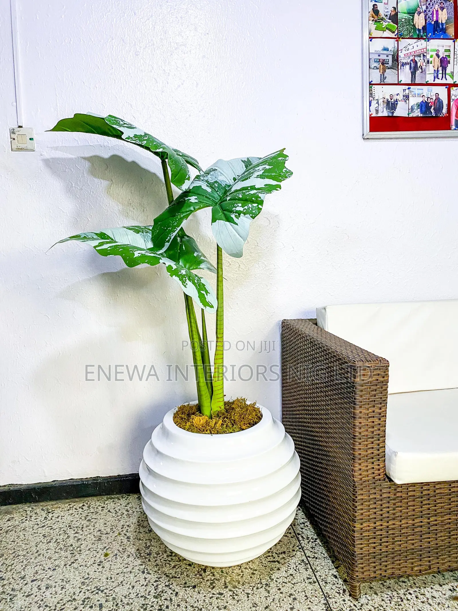 Alocasia Tree and Ring Ball Vase